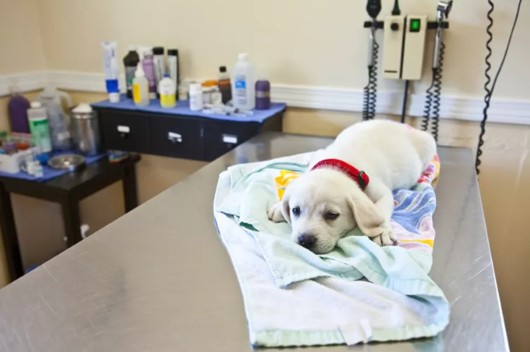 Breed-Specific Considerations: The Beagle Example