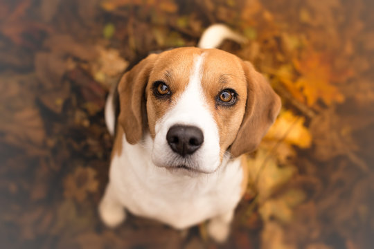 Choosing Your Canine Companion & Optimal Nutrition