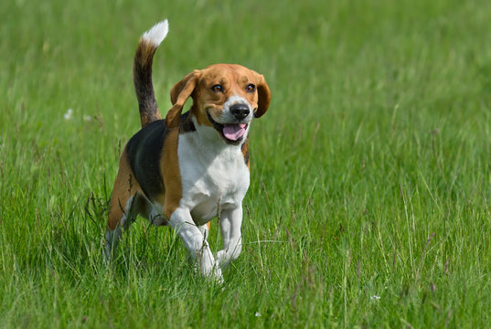 Understanding Common Canine Health Threats: Parasites
