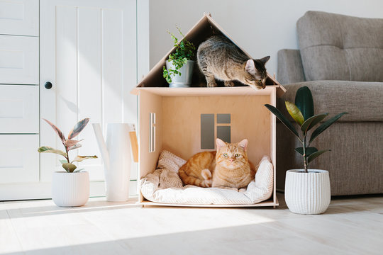 Essential Kitten Nutrition: Building a Healthy Foundation