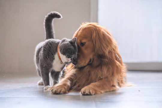 Creating a Safe and Healthy Home Environment